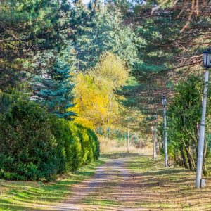 Терренкур в санатории Пикет город Кисловодск - фотография