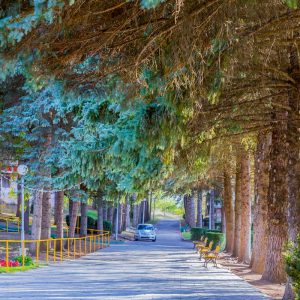 Прогулочная аллея в санатории Пикет город Кисловодск - фотография